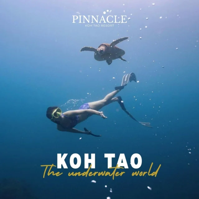 “Fun Fact The underwater world of Koh Tao is full of wonders.

• Sea turtles can remember their nesting beach even after decades.
• Blacktip reef shark pups aren’t scary – they just love to swim playfully in groups.
• The coral reefs here are even richer than tropical rainforests.

And the best part? All of this is right at the beach in front of our hotel.
With just one dive, you might see turtles, baby sharks, and colorful corals all in one day.”
.
👉Book now, click on the Bio
_______________________________

For inquiries or reservations:
📲Line : @pinnaclehotels
☎ Phone : 077 456 404
📩 pktreservation1@gmail.com
📌Location : Koh Tao, Surat Thani

**** Terms and conditions apply.

#KohTao #FreeSnorkelingRental #BookDirect #PinnacleKohTao #IslandAdventure  #Snorkelingfree #PinnacleKohTao #PinnacleKohTaoResort #KohTaoResort #kohtao #KohtaoAdventures #โรงแรมติดทะเล #ที่พักติดทะเล #รถรับส่งเกาะเต่า #เที่ยวเกาะเต่า #รีสอร์ทเกาะเต่า #ท่าเรือแม่หาด #หาดทรายรี #เกาะเต่า #โรงแรมเกาะเต่า #จองตรงคุ้มกว่า #ทะเลเกาะเต่า