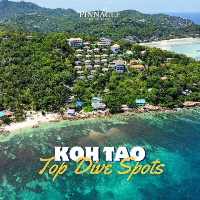 Top Dive Spots Around Koh Tao 🤿 🌴

Shark Bay
• Get close to blacktip sharks and colorful corals—perfect for snorkeling.

Mango Bay
• A quiet bay with clear waters and vibrant corals, ideal for beginner divers.

Sail Rock
• Famous deep dive site with The Chimney—an exciting underwater swim-through.

Chumphon Pinnacle
• Deep dive site teeming with barracuda, and sometimes whale sharks.

🌊End the day at Pinnacle Koh Tao Resort
Relax in 180° sea view rooms, watch the sunset, and enjoy the infinity pool surrounded by nature.✨

🚤 Bonus: Guests booking through Pinnacle Koh Tao Resort and Chalok Reef Divers enjoy free resort-to-dive-site transfers every trip.

.
👉Book now, click on the Bio
_______________________________
For inquiries or reservations:
📲Line : @pinnaclehotels
☎ Phone : 077 456 404
📩 pktreservation1@gmail.com
📌Location : Koh Tao, Surat Thani

**** Terms and conditions apply.

#DiveSpots #ScubaDiving #KohTao #SharkBay #MangoBay #SailRock #ChumphonPinnacle #PinnacleKohTao #IslandAdventure #PinnacleKohTao #PinnacleKohTaoResort #KohTaoResort #kohtao #KohtaoAdventures #โรงแรมติดทะเล #ที่พักติดทะเล  #เที่ยวเกาะเต่า #รีสอร์ทเกาะเต่า  #เกาะเต่า #โรงแรมเกาะเต่า #จองตรงคุ้มกว่า #ทะเลเกาะเต่า