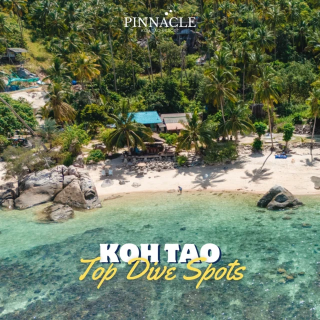 TOP DIVE SPOTS AROUND KOH TAO 🤿 🌴
Koh Tao still has plenty of underwater treasures waiting to be discovered

HIN NGAM BAY
• Calm bay with plenty of reef fish

SHARK ISLAND
• Spot blacktip reef sharks and enjoy beautiful coral gardens

AOW LEUK BAY
• Clear, shallow waters ideal for beginners and snorkelers

GREEN ROCK
• Swim through tunnels and rocky passages, perfect for adventurous divers

RED ROCK
• Vibrant coral gardens with swim-throughs to Japanese Gardens

WHITE ROCK
• Popular site with colorful corals and abundant marine life

HTMS SATTAKUT WRECK
• Historic shipwreck full of groupers and barracudas

SOUTHWEST PINNACLE
• Deep dive site with sea anemones and large fish schools

TWINS / WRECK
• Great for training dives; soft corals and easily accessible wreck

🌊End the day at Pinnacle Koh Tao Resort
Relax in 180° sea view rooms, watch the sunset, and enjoy the infinity pool surrounded by nature.✨
🚤 Bonus: Guests booking through Pinnacle Koh Tao Resort and Chalok Reef Divers enjoy free resort-to-dive-site transfers every trip.
.
👉Book now, click on the Bio
_______________________________
For inquiries or reservations:
📲Line : @pinnaclehotels
☎ Phone : 077 456 404
📩 pktreservation1@gmail.com
📌Location : Koh Tao, Surat Thani

**** Terms and conditions apply.

#KohTaoDiving #TopDiveSpots #UnderwaterAdventure #CoralReefs #DiveThailand #ScubaDiving #SnorkelingParadise #WreckDiving #MarineLife #DiveTravel #KohTaoIsland #ExploreKohTao #OceanLovers #AdventureDive #TropicalDive #DiveSpots #ScubaDiving #KohTao  #PinnacleKohTao #IslandAdventure #PinnacleKohTao #PinnacleKohTaoResort #KohTaoResort #kohtao #KohtaoAdventures #โรงแรมติดทะเล #ที่พักติดทะเล  #เที่ยวเกาะเต่า #รีสอร์ทเกาะเต่า  #เกาะเต่า