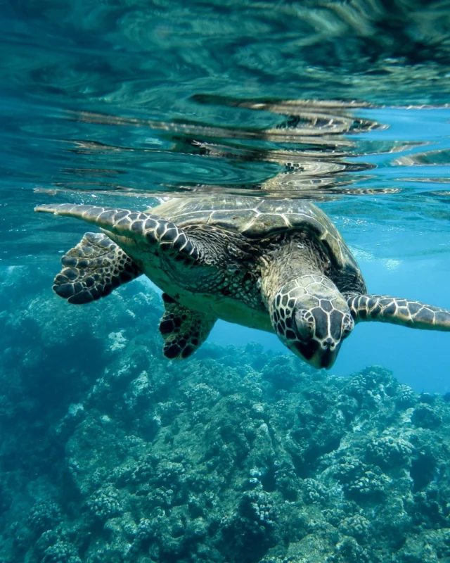 Discover the beauty beneath the surface.
.
Book direct on our website — super easy!
✅ Best price guaranteed — Book directly with us
✅ More room options — Choose the room that fits your needs from a wide range of types.
✅ Easy support — Change your dates, check availability, or ask questions. We're ready to help every day on Facebook from 9:00 AM to 9:00 PM.
✅ Enjoy 10% off food & non-alcoholic drinks when booking direct
.
👉 Book now, click on the Bio
____________________________
ค้นพบความงดงามที่ซ่อนอยู่ใต้ผิวน้ำ
.
จองตรงผ่านเว็บไซต์ของเรา — ง่ายสุดๆ!
✅ การันตีราคาดีที่สุด เมื่อจองตรงกับเรา
✅ ตัวเลือกห้องพักมากกว่า เลือกห้องที่ตรงกับความต้องการได้หลากหลาย
✅ บริการช่วยเหลือสะดวก เปลี่ยนวันเข้าพัก ตรวจสอบห้องว่าง หรือสอบถามข้อมูลต่างๆ เราพร้อมดูแลทุกวันผ่าน Facebook ตั้งแต่เวลา 09:00–21:00 น.
✅ รับส่วนลด 10% สำหรับอาหารและเครื่องดื่มไม่มีแอลกอฮอล์ เมื่อจองตรง
ระยะเวลาการจองและการเข้าพัก: 1 มกราคม – 31 ธันวาคม 2026
.
👉 จองเลย คลิกที่ Bio ได้ทันที
____________________________
Contact us for more information:
📱 Line : @pinnaclehotels
☎️ Phone : 077 456 404
✉️ pktreservation1@gmail.com
📍 Location : Koh Tao, Surat Thani

**** Terms and conditions apply.

#EarlyBierd #EarlyBierdPromotion #KohTao
#FreeSnorkelingRental #BookDirect #PinnacleKohTao
#IslandAdventure #SnorkelingThaila #Snorkelingfree
#PinnacleKohTao #PinnacleKohTaoResort
#KohTaoResort #kohtao #KohTaoAdventures #โรงแรมติดทะเล
#ที่พักติดทะเล #รถรับส่งเกาะเต่า #เที่ยวเกาะเต่า #รีสอร์ทเกาะเต่า
#ท่าเรือแม่หาด #หาดทรายรี #เกาะเต่า #โรงแรมเกาะเต่า
#จองตรงคุ้มกว่า #ทะเลเกาะเต่า