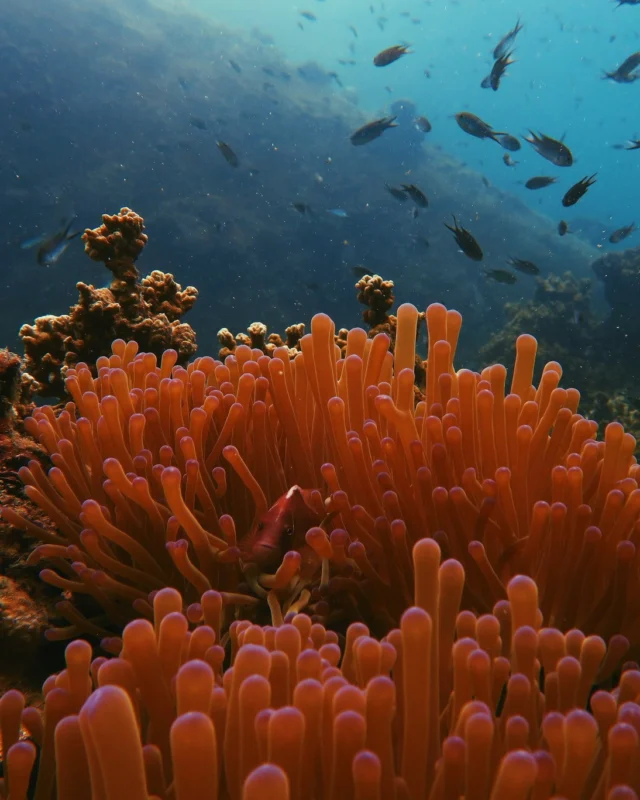 Ready for your next escape?
Discover the charm of Koh Tao
from a perspective you’ve never seen before. 🌊🐠
.
Book direct on our website — super easy!
✅ Best price guaranteed – Book directly with us
✅ More room options – Choose the room that fits your needs from a wide range of types.
✅ Easy support – Change your dates, check availability, or ask questions. We’re ready to help every day on Facebook from 9:00 AM to 9:00 PM.
✅ Enjoy 10% off food & non-alcoholic drinks when booking direct
Booking & Stay Date period: 1 Jan - 31 Dec 2026
.
👉Book via chat direct :  https://lin.ee/dMVZtMv 
Or Click Book Now : https://shorturl.at/zoWdS
____________________________
พร้อมสำหรับการหลีกหนีไปพักใจครั้งต่อไปหรือยัง?
ออกไปสัมผัสเสน่ห์ของเกาะเต่าในมุมที่คุณไม่เคยเห็นมาก่อน 🌊🐠
.
จองตรงผ่านเว็บไซต์ของเรา — ง่ายสุดๆ!
✅ การันตีราคาดีที่สุด เมื่อจองตรงกับเรา
✅ ตัวเลือกห้องพักมากกว่า เลือกห้องที่ตรงกับความต้องการได้หลากหลาย
✅ บริการช่วยเหลือสะดวก เปลี่ยนวันเข้าพัก ตรวจสอบห้องว่าง หรือสอบถามข้อมูลต่างๆ เราพร้อมดูแลทุกวันผ่าน Facebook ตั้งแต่เวลา 09:00–21:00 น.
✅ รับส่วนลด 10% สำหรับอาหารและเครื่องดื่มไม่มีแอลกอฮอล์ เมื่อจองตรง
ระยะเวลาการจองและการเข้าพัก: 1 มกราคม – 31 ธันวาคม 2026
.
👉 จองผ่านแชตโดยตรง: https://lin.ee/dMVZtMv
หรือคลิกจองเลย: https://shorturl.at/zoWdS 
____________________________
For more information:
Inbox : m.me/PinnacleKohTaoDiveResort 
Line : https://lin.ee/dMVZtMv 
Website : https://kohtao.pinnaclehotels.com
Phone : 077 456 404
pktreservation1@gmail.com
Location : Koh Tao, Surat Thani
Google map : https://maps.app.goo.gl/vV4LWqGp9NjRjXuK8

*** Terms and conditions apply***

#EarlyBierd #EarlyBierdPromotion #KohTao #FreeSnorkelingRental #BookDirect #PinnacleKohTao #IslandAdventure #SnorkelingThaila #Snorkelingfree #PinnacleKohTao #PinnacleKohTaoResort #KohTaoResort #kohtao #KohtaoAdventures #โรงแรมติดทะเล #ที่พักติดทะเล #รถรับส่งเกาะเต่า #เที่ยวเกาะเต่า #รีสอร์ทเกาะเต่า #ท่าเรือแม่หาด #หาดทรายรี #เกาะเต่า #โรงแรมเกาะเต่า #จองตรงคุ้มกว่า #ทะเลเกาะเต่า