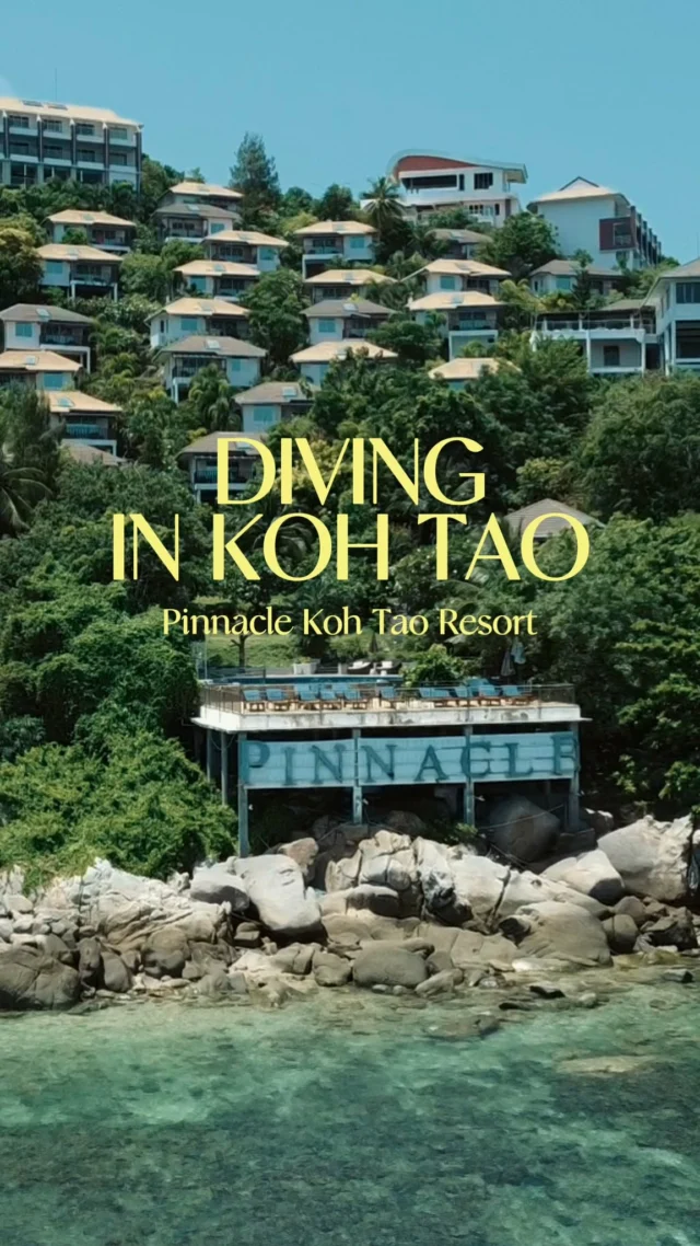 Discover another side of Koh Tao 🌊
Vibrant reefs, marine life, and unforgettable underwater moments 🤿🐠
Dive effortlessly with Chalok Reef Divers and transport from Pinnacle Koh Tao Resort.
Ready to explore beneath the surface?
📍 Pinnacle Koh Tao Resort – Thailand 🇹🇭

#KohTao #FreeSnorkelingRental #BookDirect #PinnacleKohTao #IslandAdventure #Snorkelingfree #PinnacleKohTao #PinnacleKohTaoResort #KohTaoResort #kohtao #KohtaoAdventures #โรงแรมติดทะเล #ที่พักติดทะเล #รถรับส่งเกาะเต่า #เที่ยวเกาะเต่า #รีสอร์ทเกาะเต่า #ท่าเรือแม่หาด #หาดทรายรี #เกาะเต่า #โรงแรมเกาะเต่า #จองตรงคุ้มกว่า #ทะเลเกาะเต่า